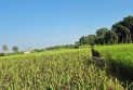 ব্রাহ্মণবাড়িয়ায় কালো ধান চাষে নতুন সম্ভাবনা